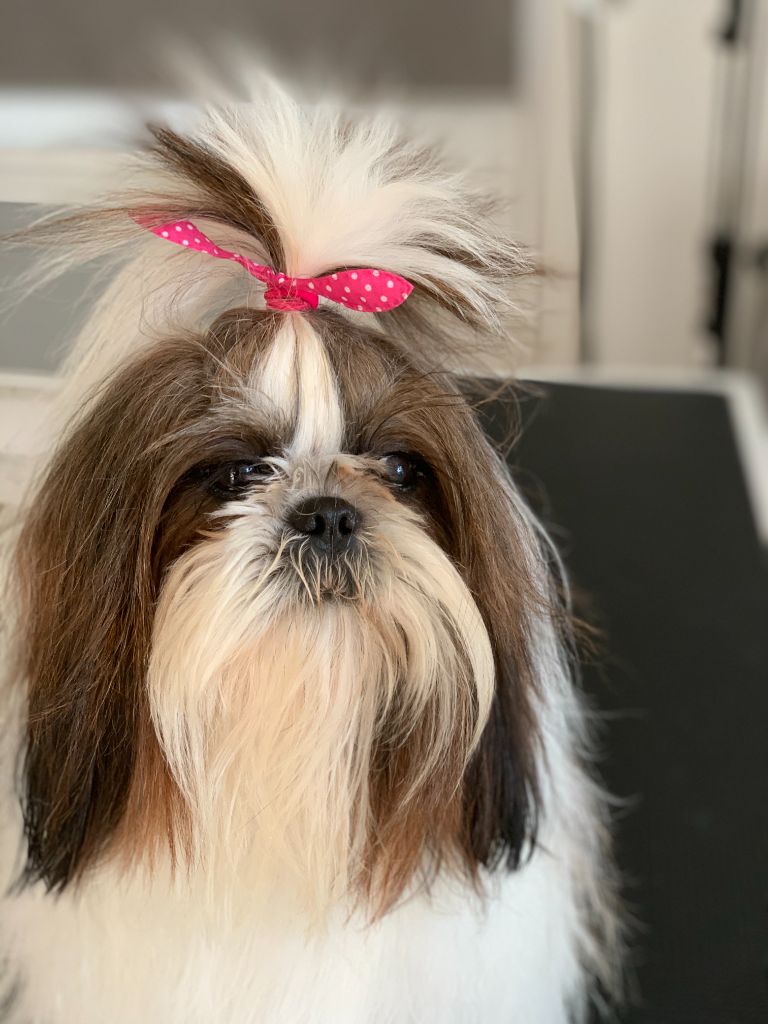 Nikita Des poupons frises