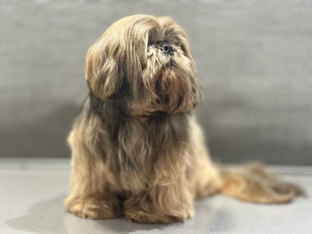 Nesquick Des poupons frises