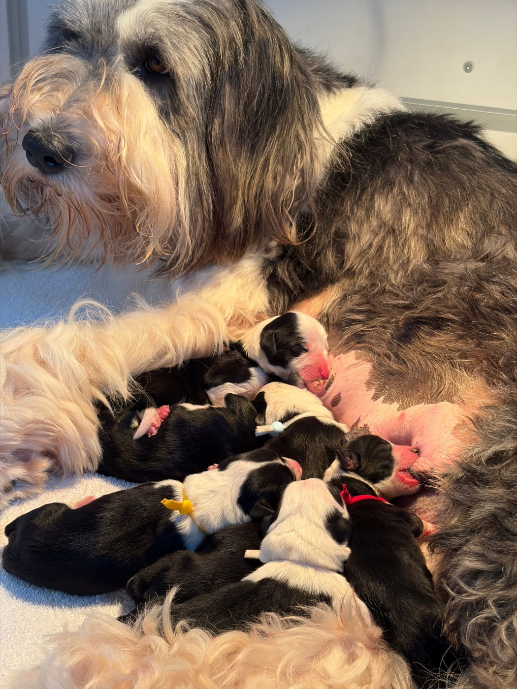 de Saint Prixe - LES BEBES DE ROMY ET MAVERICK SONT ARRIVES