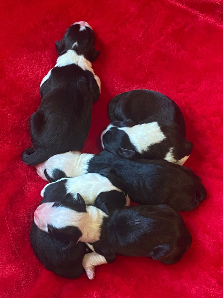 Chiot Bearded Collie de Saint Prixe