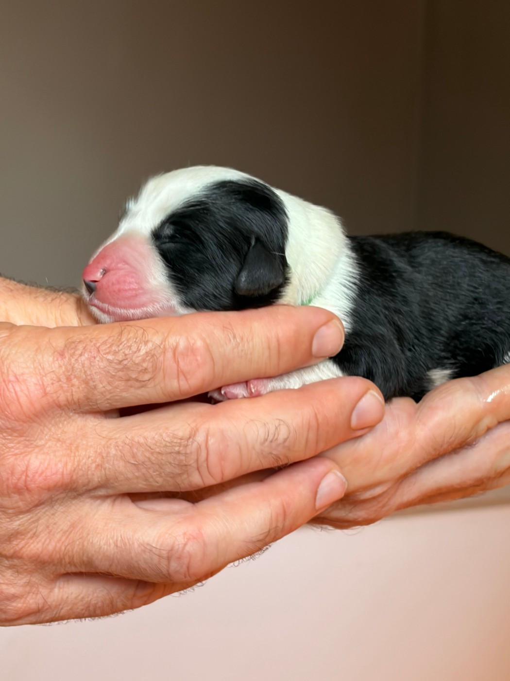 de Saint Prixe - Chiots disponibles - Bearded Collie
