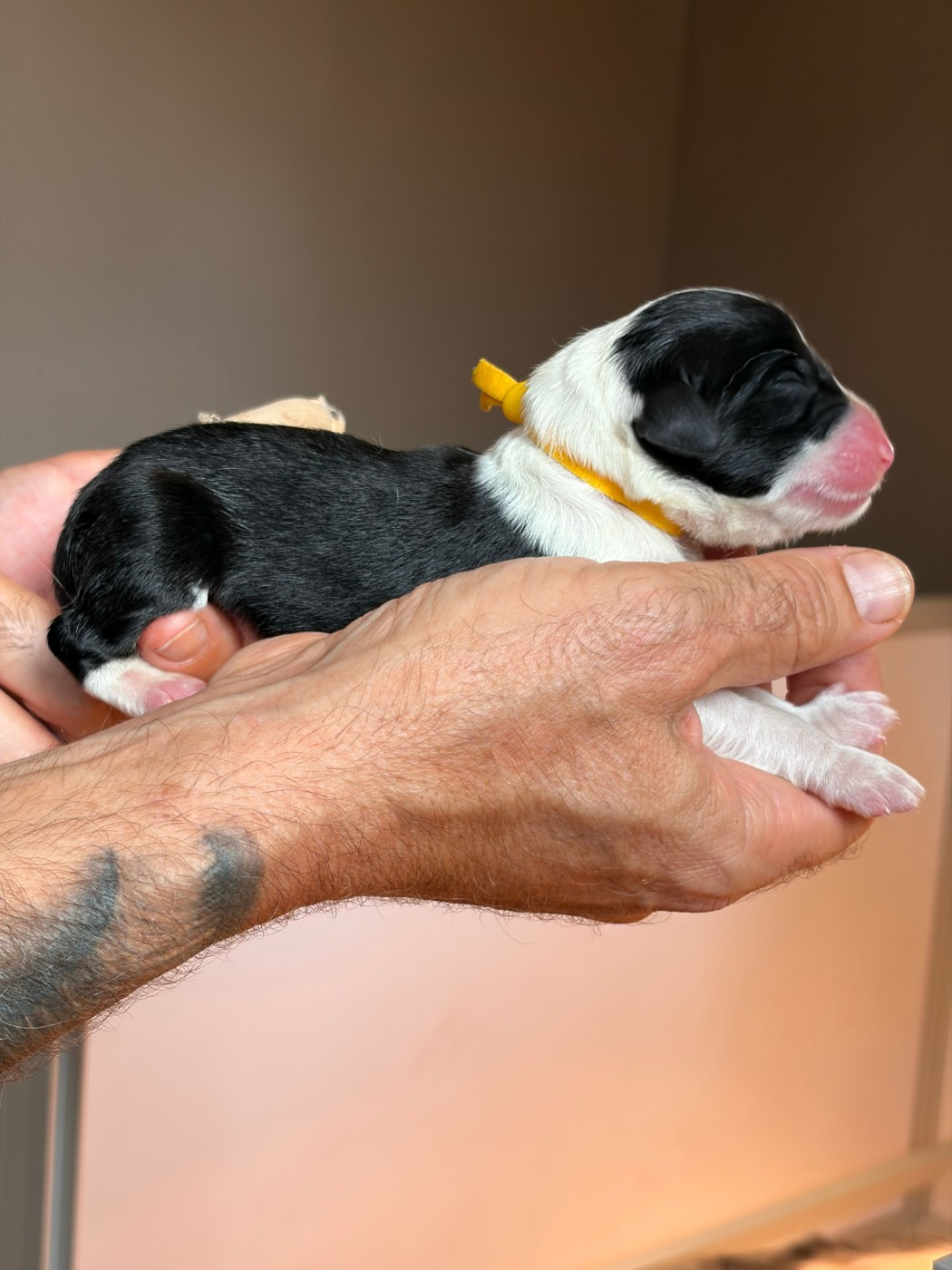 de Saint Prixe - Chiots disponibles - Bearded Collie