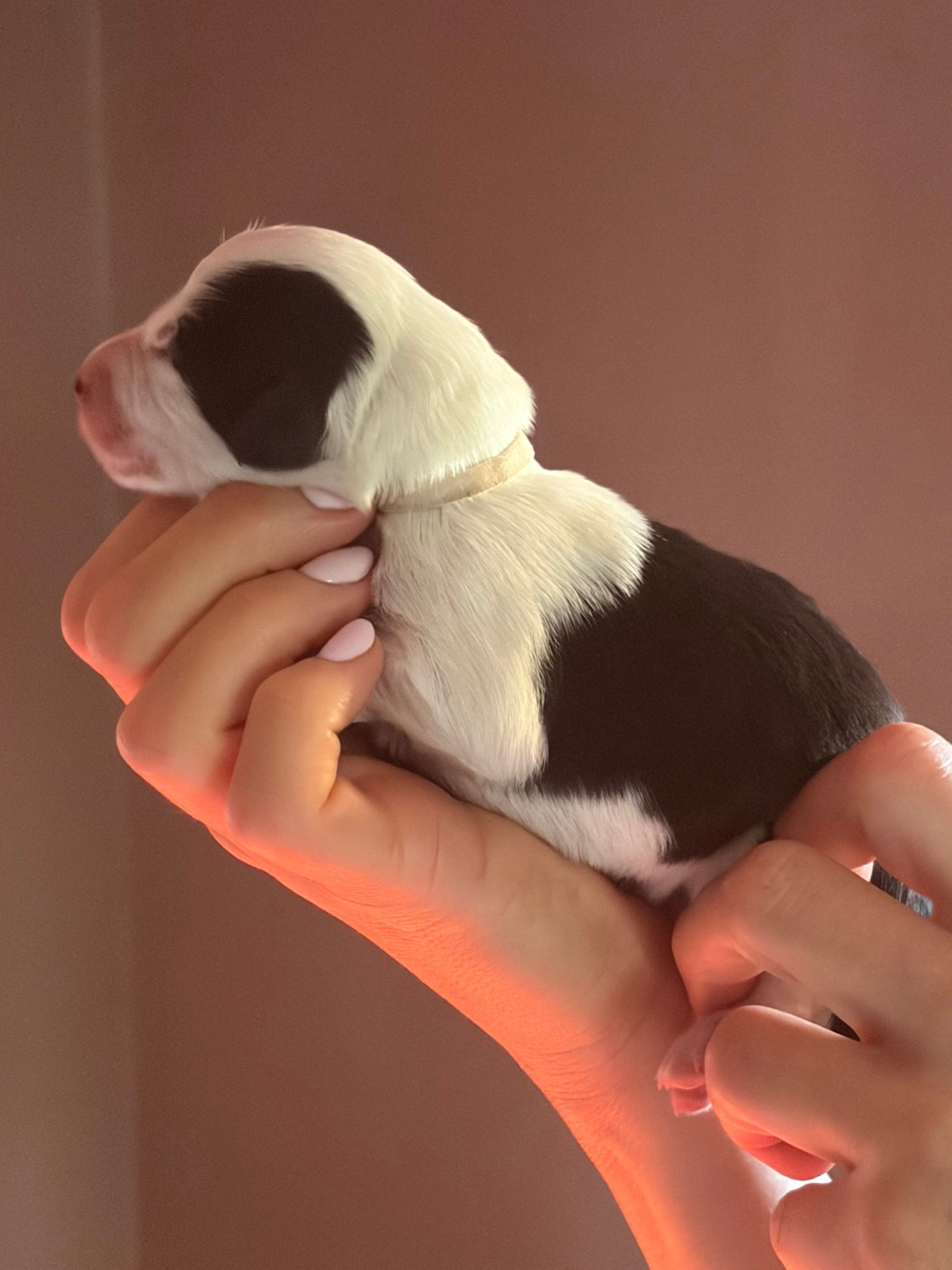 de Saint Prixe - Chiots disponibles - Bearded Collie