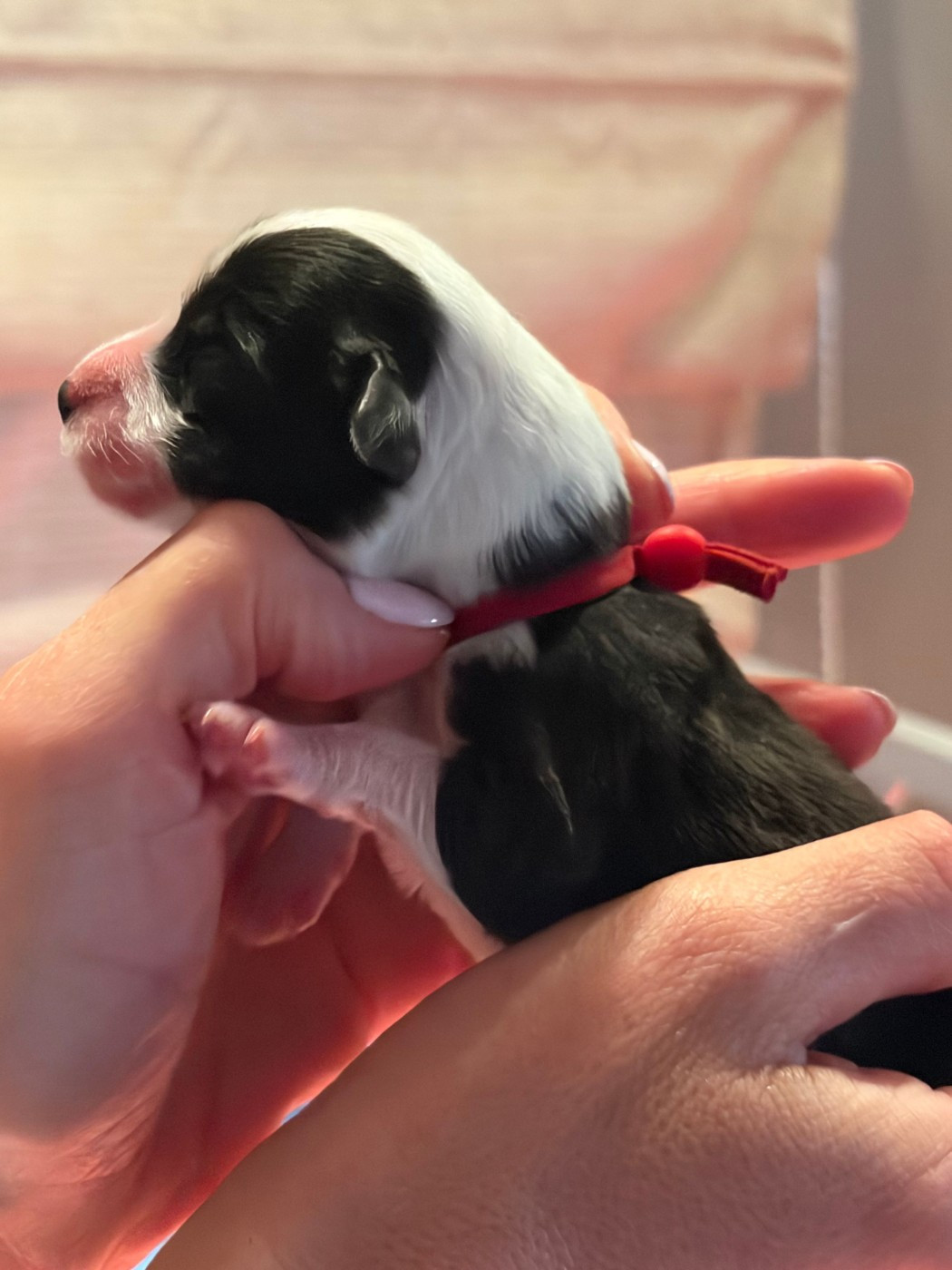 de Saint Prixe - Chiots disponibles - Bearded Collie