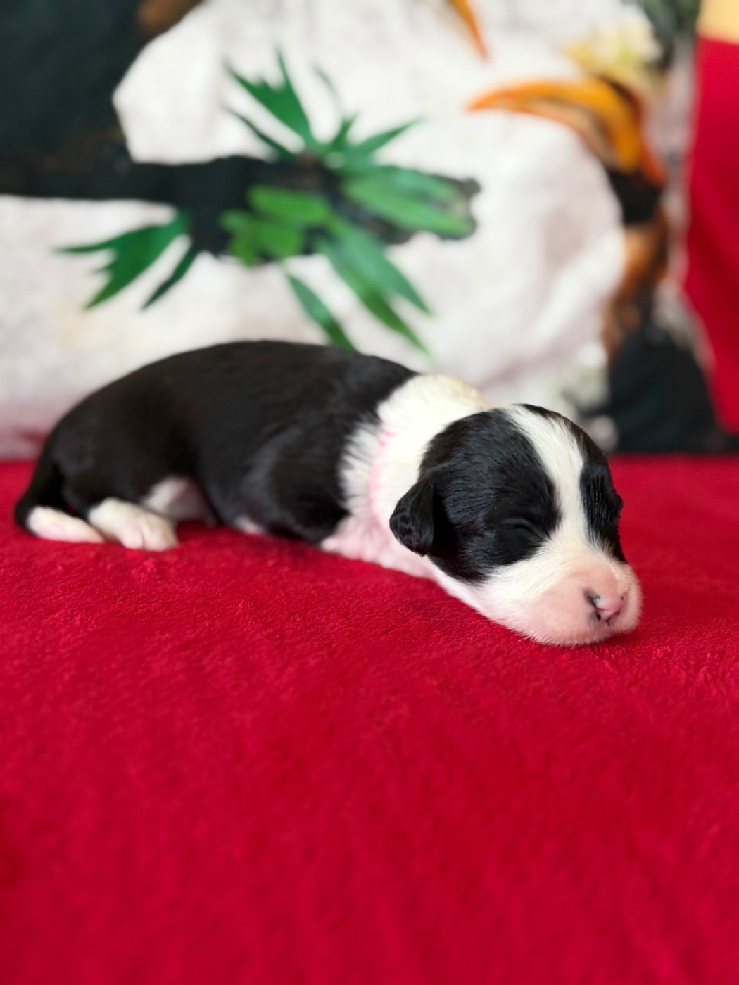 de Saint Prixe - Chiots disponibles - Bearded Collie