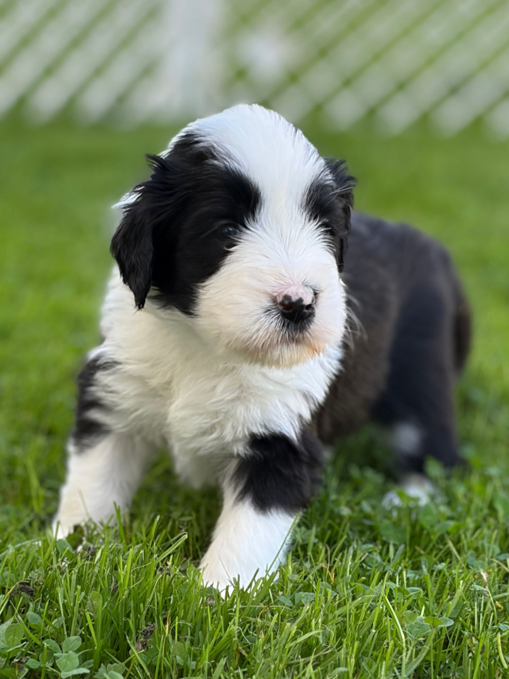 de Saint Prixe - Chiots disponibles - Bearded Collie
