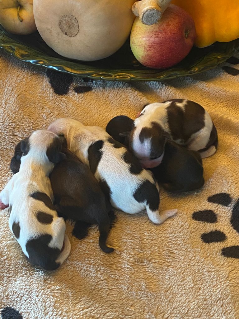 Chiot Shih Tzu de Saint Prixe